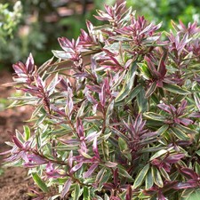 Hebe Purple Shamrock - Shrubby