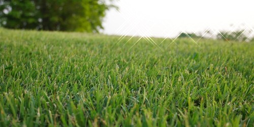 Yukon turf type - type, bermuda