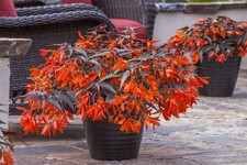 Begonia Boliviensis Dark leaf
