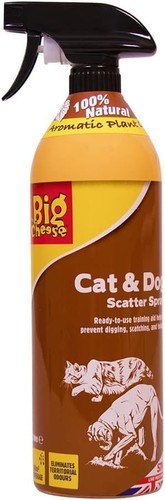 Big cheese cat - big, dog