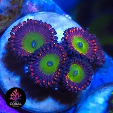 Candy Apple Reds 5 Head Zoa