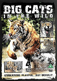 Big cats the - big, wild