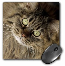 3dRose Maine coon cat, Santa