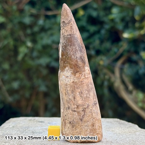 Spinosaurus tooth fossil - 4.5",