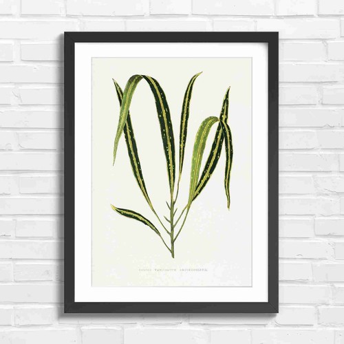 Botanical croton leaves - botanical,