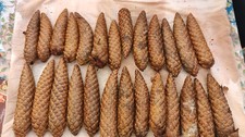Tree Grown Conifer Cones  The