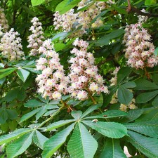 3 Horse Chestnut Trees -