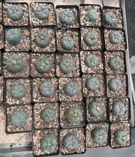 3.5~4cm Caci Own Root Random