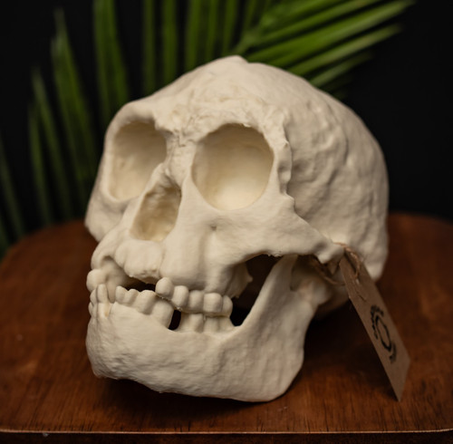 Hobbit skull replica - hobbit,