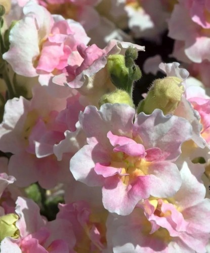 Antirrhinum 100 seeds - antirrhinum,