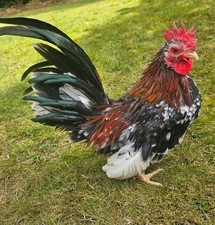 6 Serama Eggs ( Tiny Chickens) 