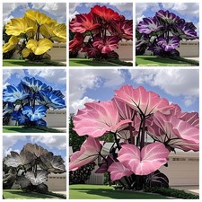 Caladium Flower 500 seeds Many