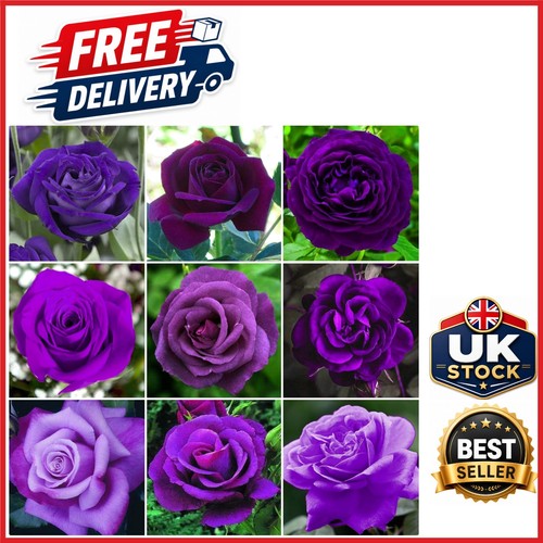 Outdoor purple rose bush - rose,