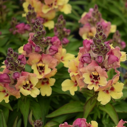 Snapdragon yellow eye plug - snapdragon, 'yellow