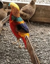 4 Red Golden Pheasant Hatching
