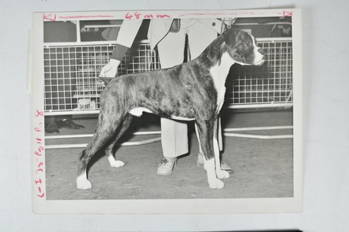 Boxer dog crufts show - show, olympia