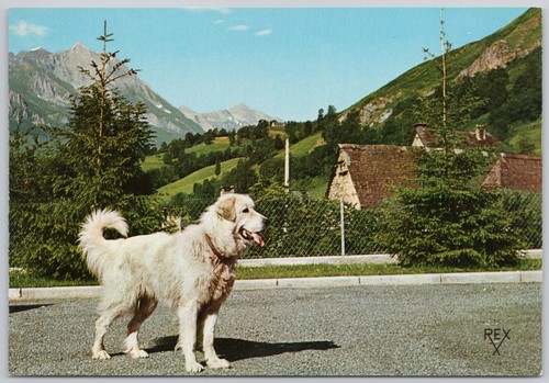 Pyrenean mountain dog vintage - dog,