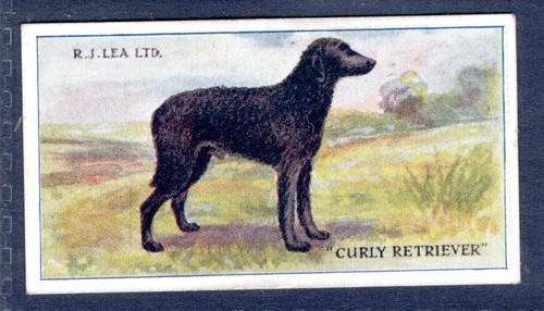 Curly retreiver j - curly,