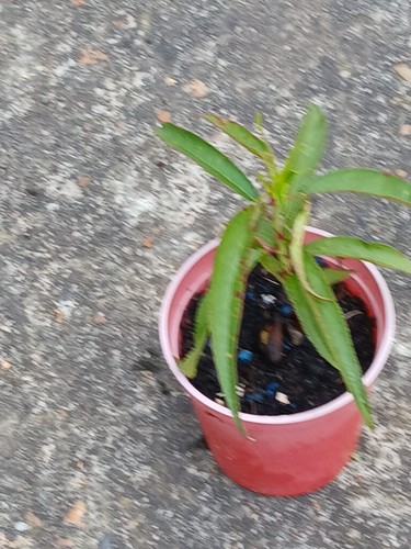 Young peach tree plant - peach,