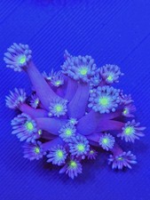  Goniopora Coral wysiwyg 