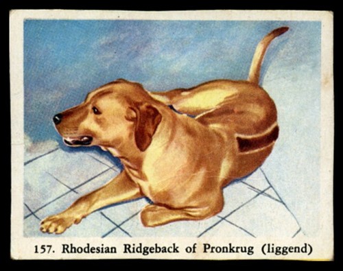 Rhodesian ridgeback hound dog - hound,