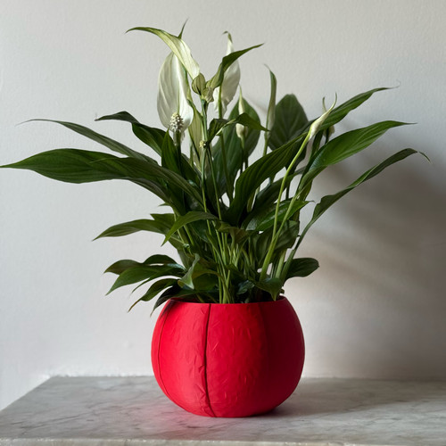 Self watering plant - self,