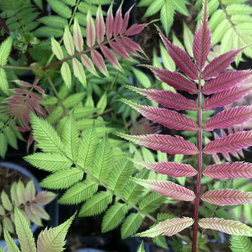 Sorbaria crimson feathers - crimson,
