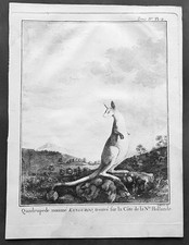 1774 Capt. Cook, S. Parkinson & G. Stubbs - Antique Print of a Kangaroo in 1770
