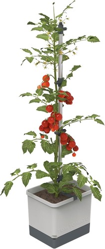 Tom tomato pot planter with - tomato,