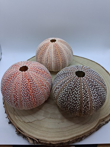 Natural sea urchin shells set - urchin,