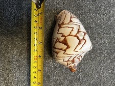 Giant Shell