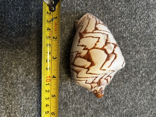 Giant shell - giant,