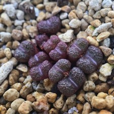 10x Conophytum Minusculum