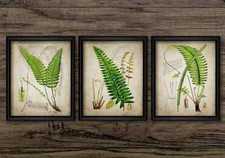 Ferns Print Set of 3, Vintage