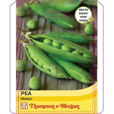 Thompson & Morgan - Vegetables - Pea Meteor - 250 Seed