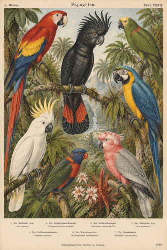 138 1886 scarlet - 138., macaw