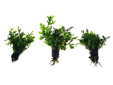 3x Bolbitis Heteroclita