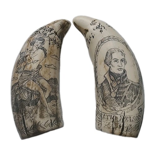 Scrimshaw sperm whale - scrimshaw, tooth
