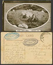 South Africa 1911 Old Postcard Ostrich's Nest Ostriches Bird Chicks Ostrich Eggs