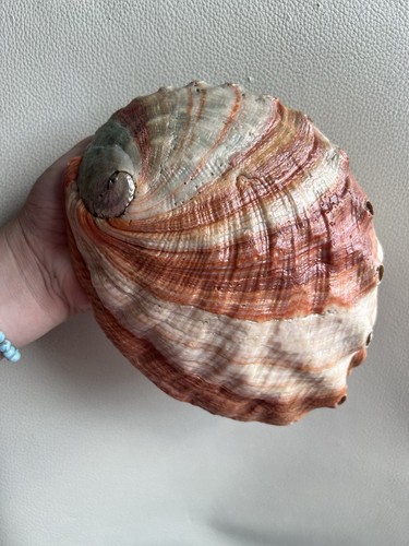 Abalone shell double - abalone,