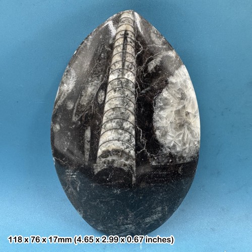 Orthoceras fossil genuine - fossil, –
