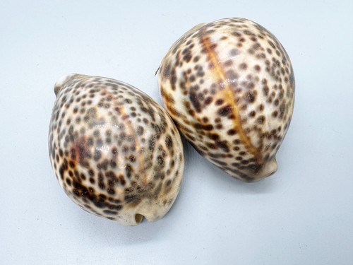 Vintage pair large spotted - pair,