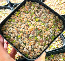 100pcs+ Baby Lithops, 1.5 years old Lithops Succulents in 10cm pot, Cactus