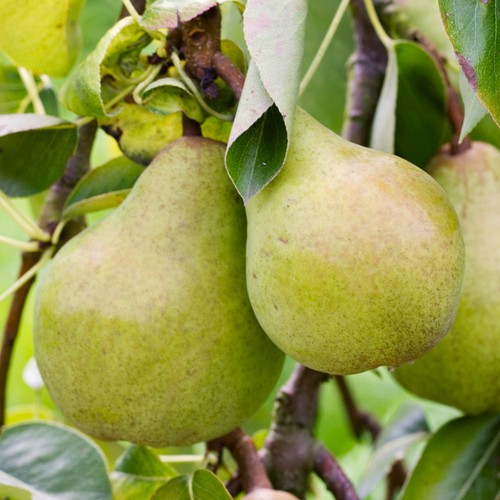 Pear williams tree outdoor - williams,