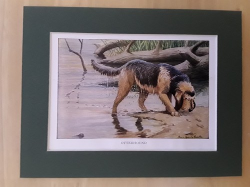 Otterhound print 1927 - -,