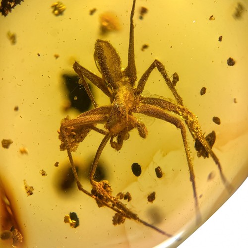 Spider burmese burmite - in,