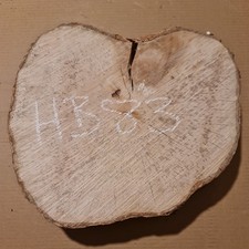 Old hornbeam burr burl - old,