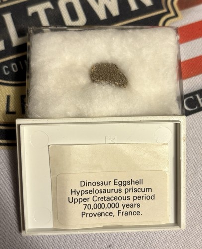 Framed dinosaur fossil - dinosaur,