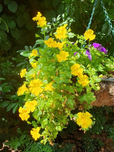 200 seeds bright - bright, yellow