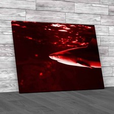 Tropical Sea Fish Lone Shark